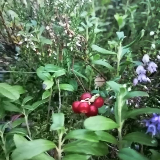 Preiselbeere: Pflanze im Habitat Meere und Küsten in der NatureSpots App