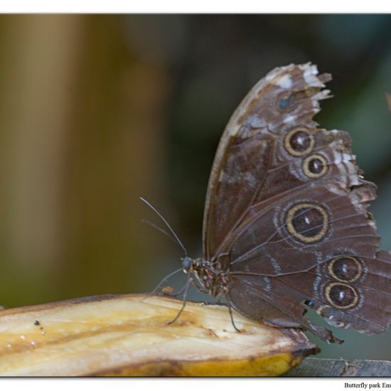 Morpho achilles: Animal in nature in the NatureSpots App