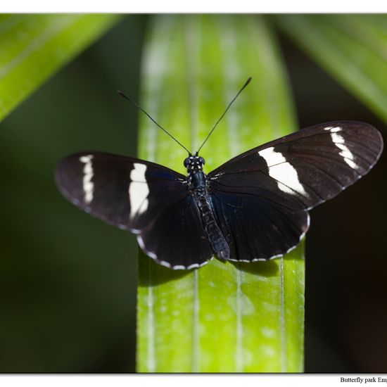 Heliconius sara: Tier in der Natur in der NatureSpots App