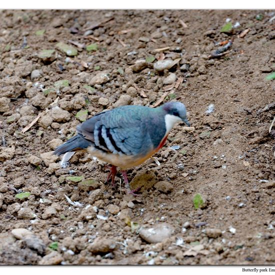 Luzon-Dolchstichtaube: Tier im Habitat Zoo/Gehege in der NatureSpots App