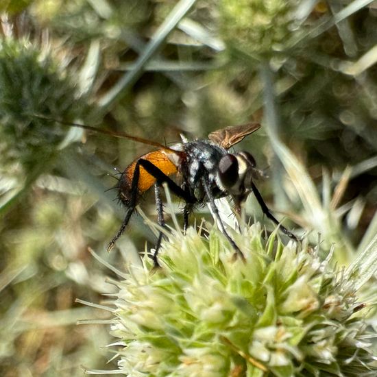 Cylindromyia brassicaria: Tier im Habitat Garten in der NatureSpots App