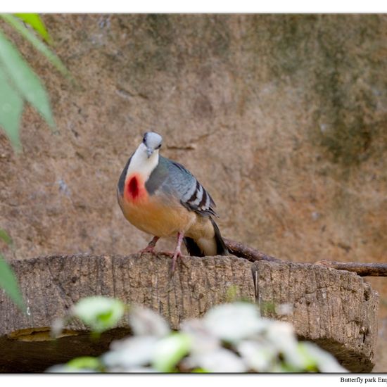 Luzon-Dolchstichtaube: Tier im Habitat Zoo/Gehege in der NatureSpots App