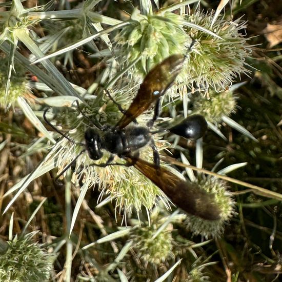 Stahlblauer Grillenjäger: Tier im Habitat Garten in der NatureSpots App