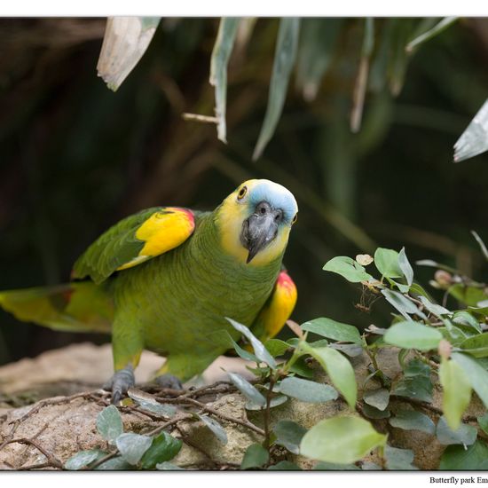 Blue-fronted Amazon: Animal in habitat Zoo in the NatureSpots App