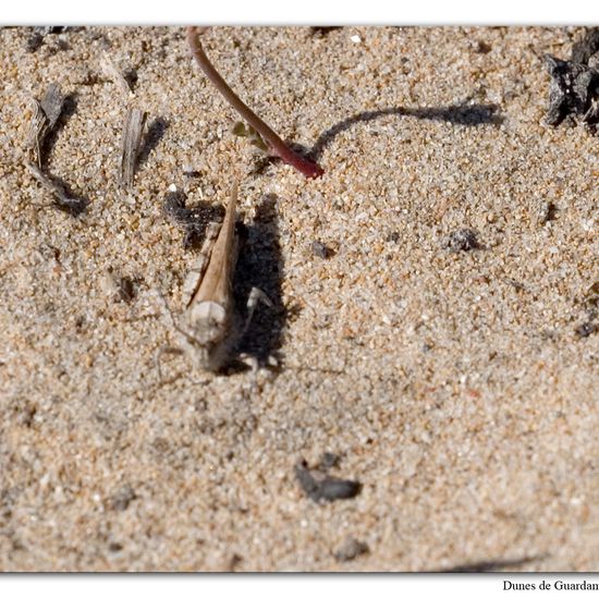 Blauflügelige Ödlandschrecke: Tier im Habitat Sandküste in der NatureSpots App