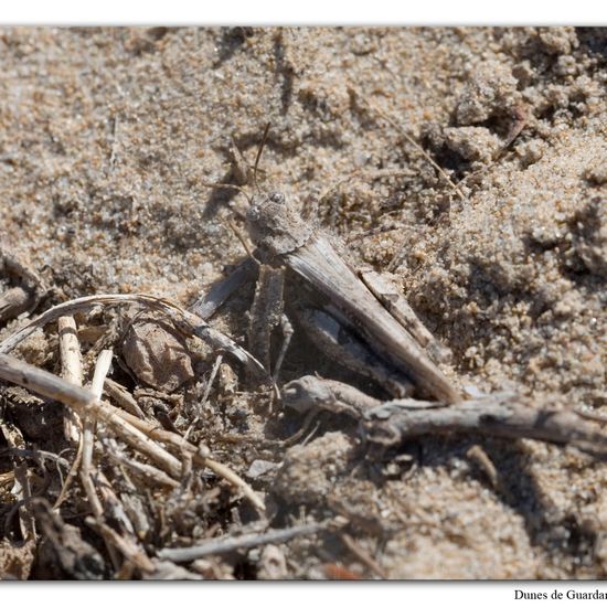 Eine unbekannte Art: Tier im Habitat Sandküste in der NatureSpots App