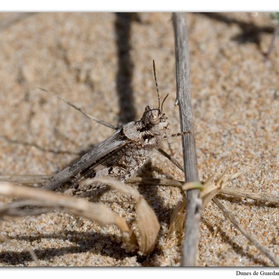 Acrotylus patruelis: Tier im Habitat Sandküste in der NatureSpots App