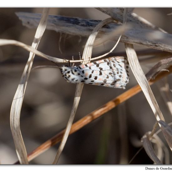 Utetheisa pulchella: Animal in habitat Sandy coast in the NatureSpots App