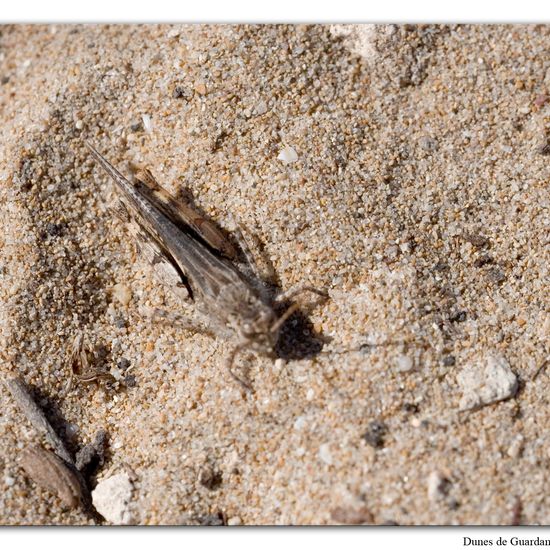 Oedipoda caerulescens: Animal in habitat Sandy coast in the NatureSpots App