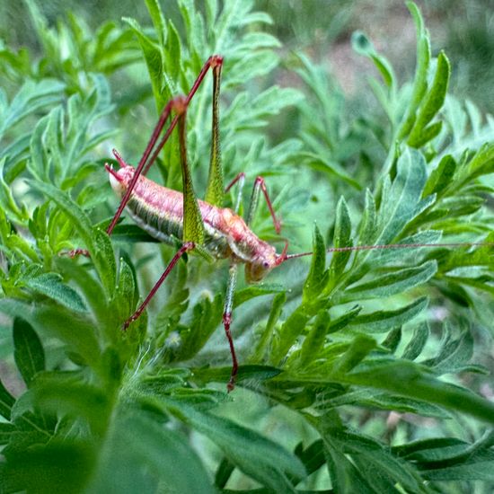 Gestreifte Zartschrecke: Tier im Habitat Anderes Waldhabitat in der NatureSpots App