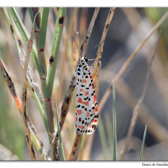 Utetheisa pulchella: Animal in habitat Sandy coast in the NatureSpots App