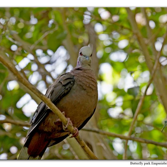 Spotted Dove: Animal in habitat Zoo in the NatureSpots App