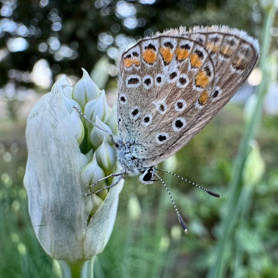 Polyommatus icarus: Animal in habitat Garden in the NatureSpots App