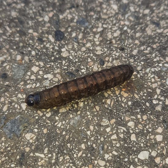 Eulenfalter: Tier im Habitat Stadt und Garten in der NatureSpots App