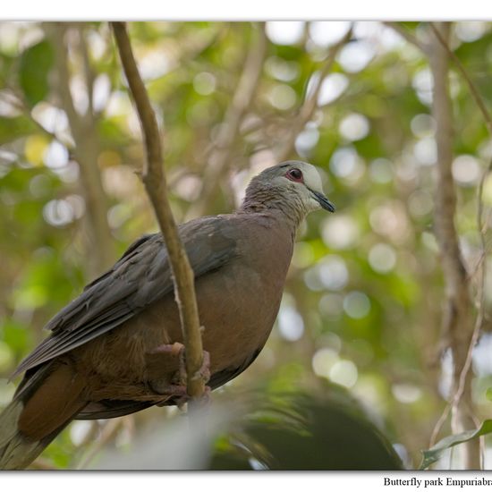 Perlhalstaube: Tier im Habitat Zoo/Gehege in der NatureSpots App