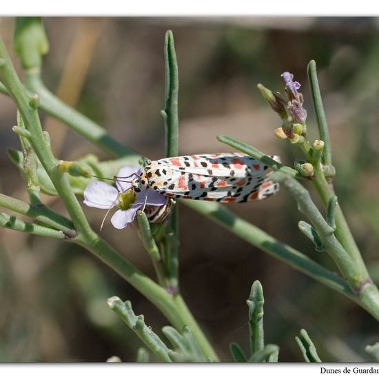 Utetheisa pulchella: Animal in habitat Sandy coast in the NatureSpots App