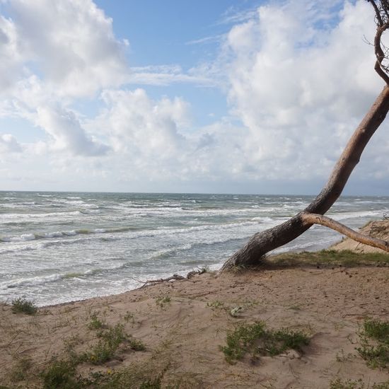 Landschaft: Meer und Küste im Habitat Sandküste in der NatureSpots App