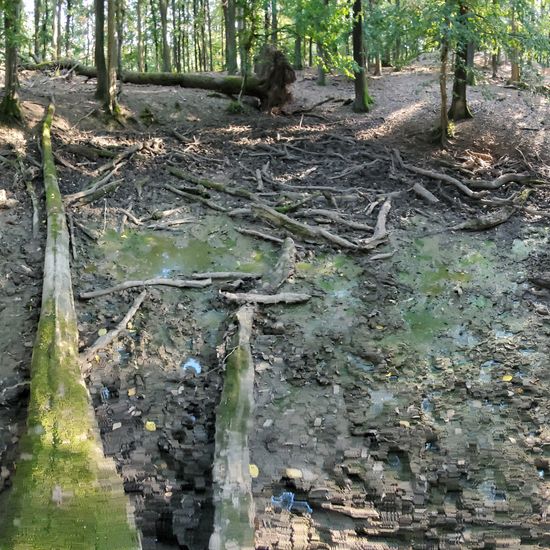 Landschaft: Süßwasser im Habitat Anderes Süsswasserhabitat in der NatureSpots App