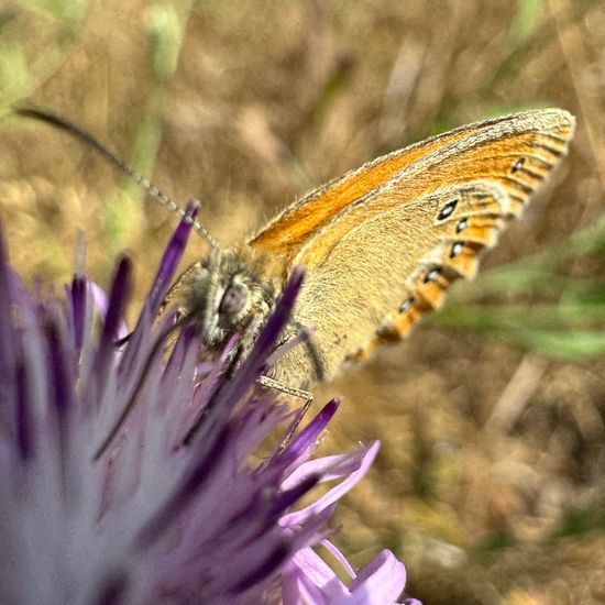 Rotbraunes Wiesenvögelchen: Tier im Habitat Naturnahe Wiese in der NatureSpots App