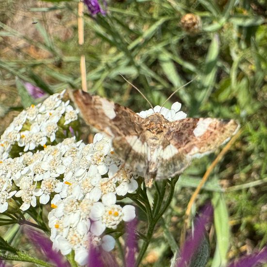 Ackerwinden-Trauereule: Tier im Habitat Naturnahe Wiese in der NatureSpots App