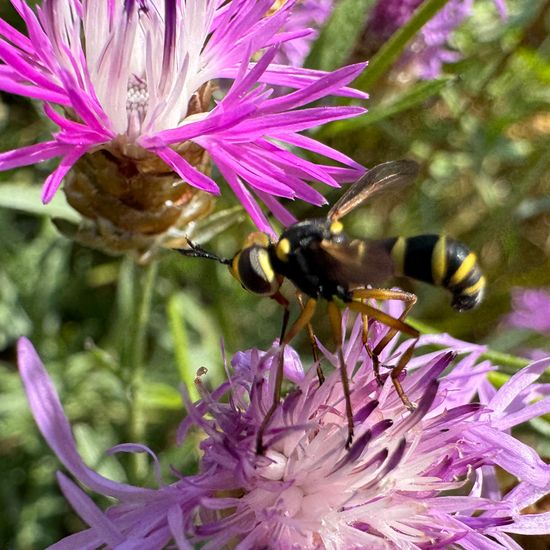 Conops scutellatus: Tier im Habitat Naturnahe Wiese in der NatureSpots App