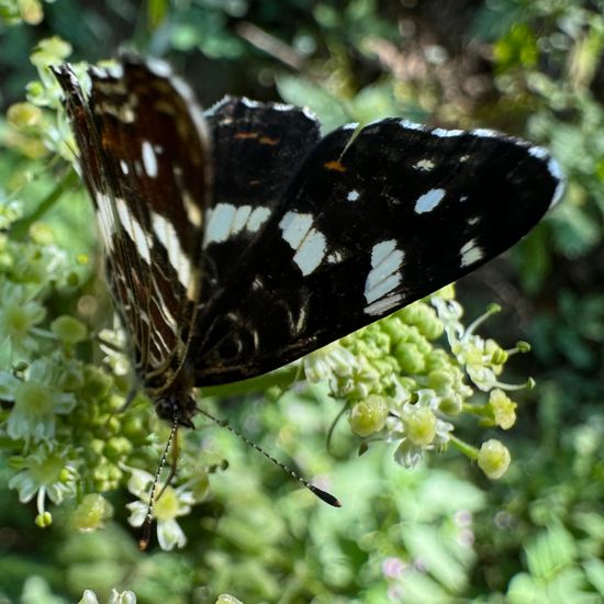 Landkärtchen: Tier im Habitat Wald der gemäßigten Breiten in der NatureSpots App