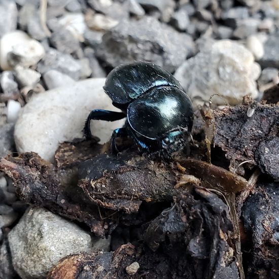 Gemeiner Mistkäfer: Tier im Habitat Wald der gemäßigten Breiten in der NatureSpots App