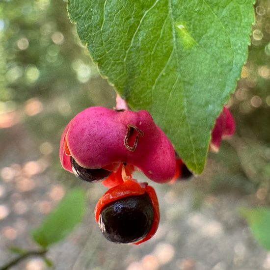 Warzen-Spindelstrauch: Pflanze im Habitat Wald der gemäßigten Breiten in der NatureSpots App