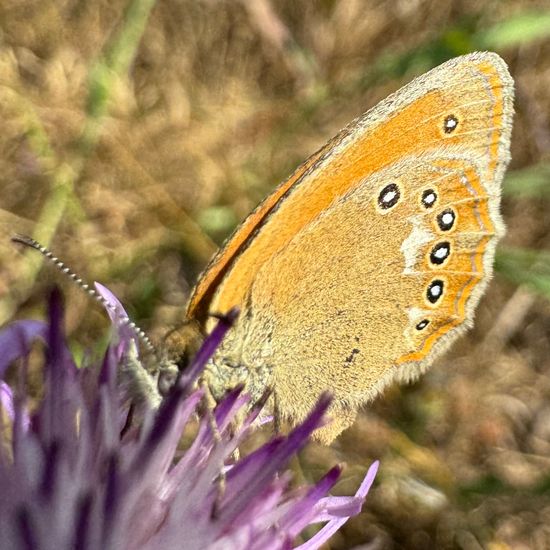 Coenonympha glycerion: Animal in habitat Natural Meadow in the NatureSpots App