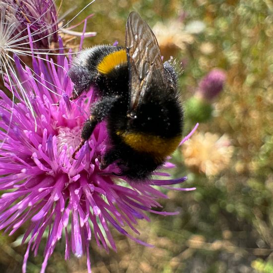 Dunkle Erdhummel: Tier im Habitat Naturnahe Wiese in der NatureSpots App