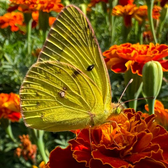 Weißlinge: Tier im Habitat Garten in der NatureSpots App