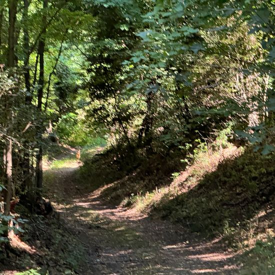 Landschaft: Wald im Habitat Wald der gemäßigten Breiten in der NatureSpots App