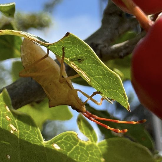 Braune Randwanze: Tier im Habitat Naturnahe Wiese in der NatureSpots App