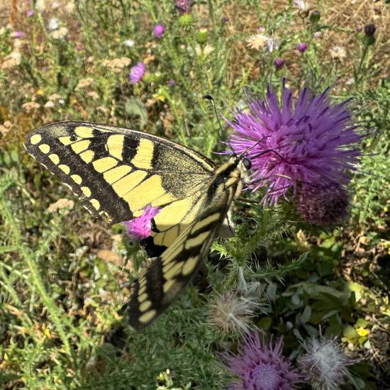 Schwalbenschwanz: Tier im Habitat Naturnahe Wiese in der NatureSpots App