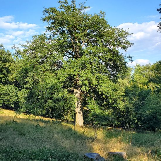 Eichen: Pflanze im Habitat Halb-natürliches Grasland in der NatureSpots App