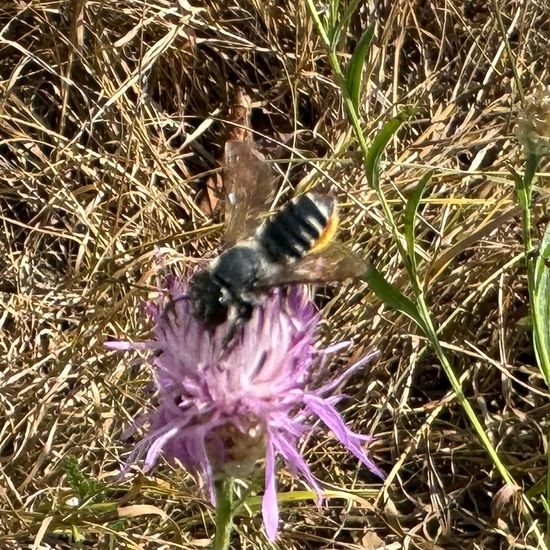 andere Art: Tier im Habitat Naturnahe Wiese in der NatureSpots App