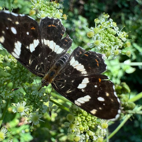 Landkärtchen: Tier im Habitat Wald der gemäßigten Breiten in der NatureSpots App