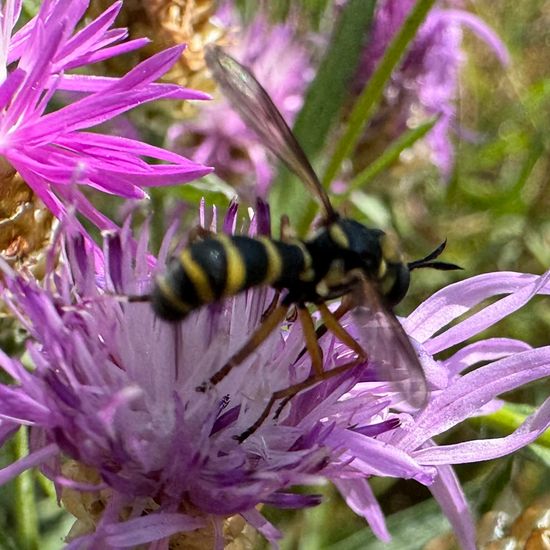 Conops scutellatus: Tier im Habitat Naturnahe Wiese in der NatureSpots App