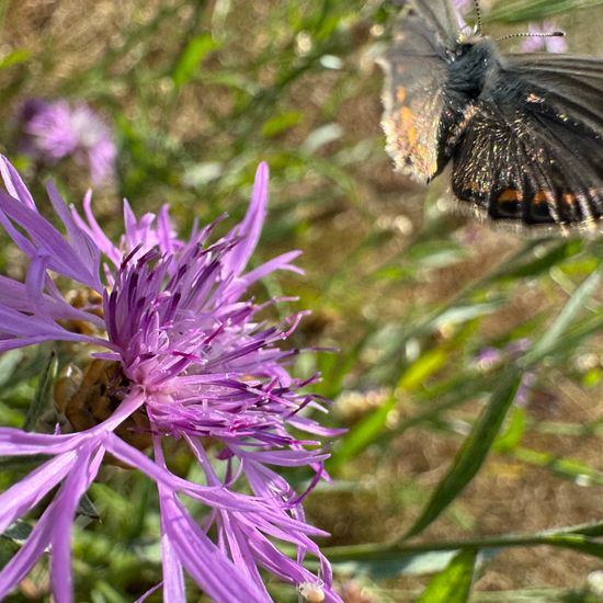 Polyommatus icarus: Animal in habitat Natural Meadow in the NatureSpots App