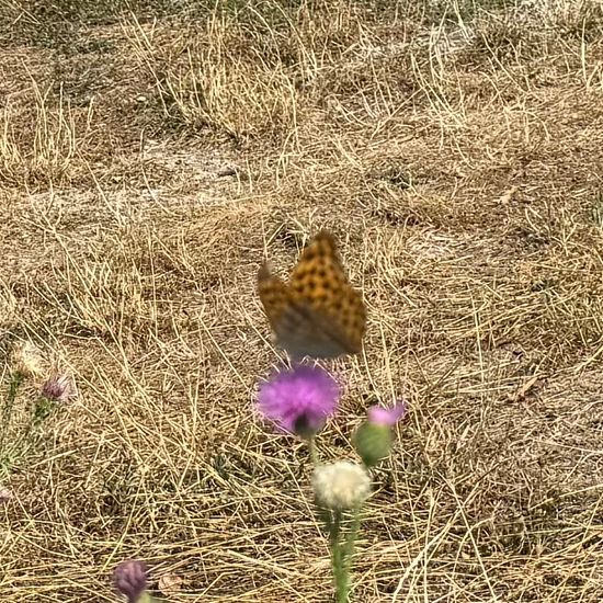 Argynnis paphia: Animal in habitat Natural Meadow in the NatureSpots App