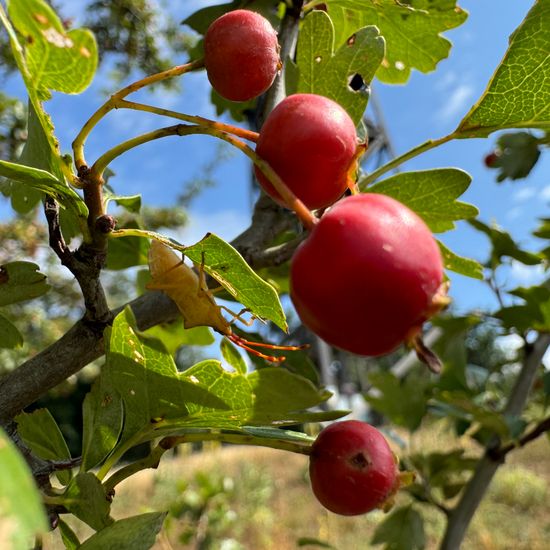 Weißdorne: Pflanze im Habitat Grasland und Büsche in der NatureSpots App