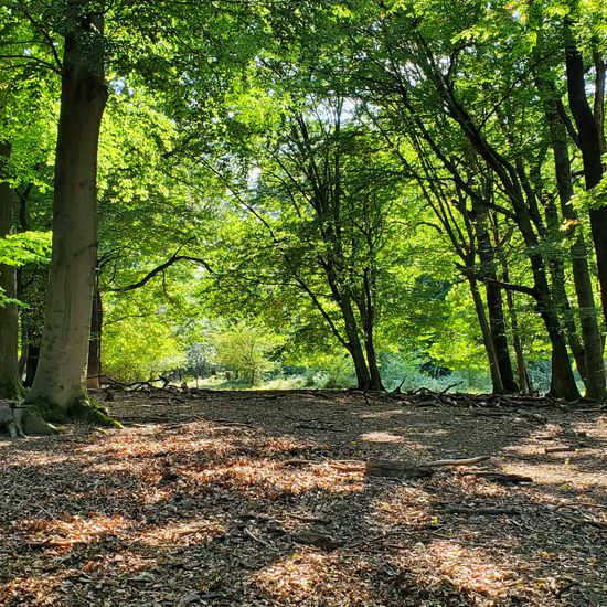 Landschaft: Wald im Habitat Wald der gemäßigten Breiten in der NatureSpots App