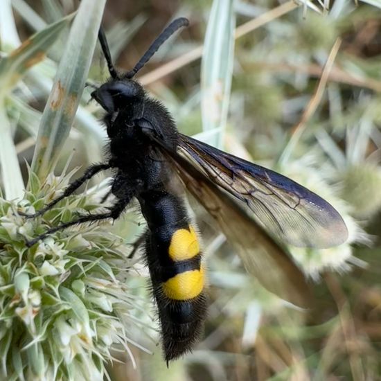 Borstige Dolchwespe: Tier im Habitat Garten in der NatureSpots App