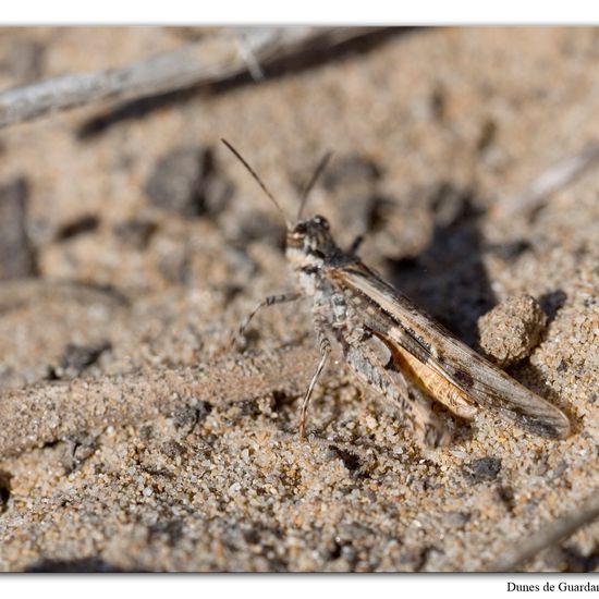 Acrotylus longipes: Animal in habitat Sandy coast in the NatureSpots App