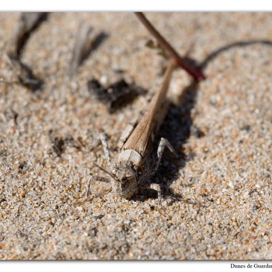 Oedipoda caerulescens: Animal in habitat Sandy coast in the NatureSpots App