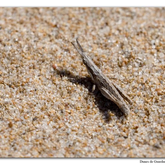 Pyrgomorpha conica: Tier im Habitat Sandküste in der NatureSpots App