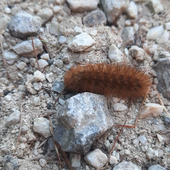 Zimtbär: Tier im Habitat Bergwiese in der NatureSpots App