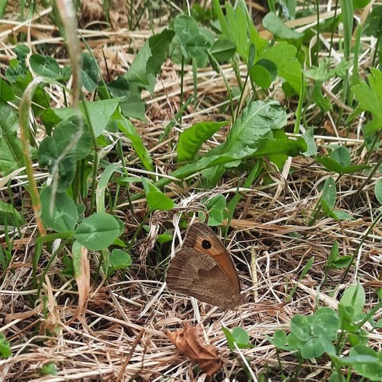 Großes Ochsenauge: Tier in der Natur in der NatureSpots App