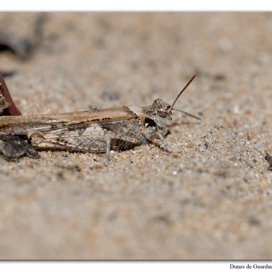 Acrotylus insubricus: Tier im Habitat Sandküste in der NatureSpots App