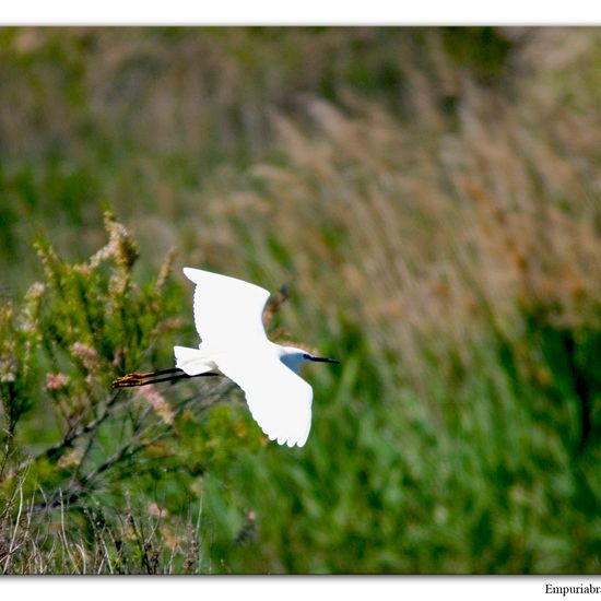 Little Egret: Animal in habitat Pond in the NatureSpots App